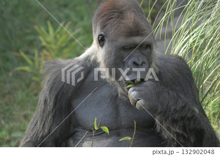 口に押し込む瞬間がまさに醍醐味なんだとゴリラは感じる 132902048