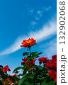 青空に映える真っ赤なバラ 132902068