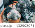 小さくてかわいいサボテン 132902071