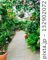 温室のガーデニング 132902072