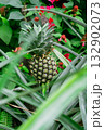 温室ですくすく育つパイナップル 132902073