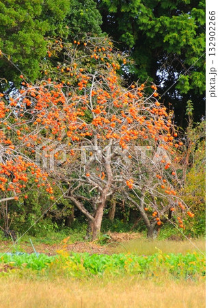 赤く色づいた秋の柿の実 赤く色づいた秋の柿の実 132902266