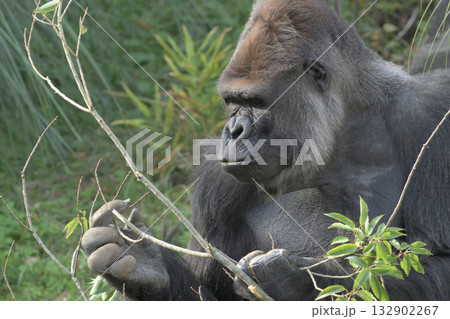 この枝をなにかに利用できないものかと思案するゴリラ 132902267