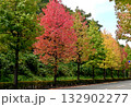 紅葉したアメリカフウの並木 紅葉したアメリカフウの並木 132902277