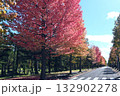 紅葉したアメリカフウの並木 紅葉したアメリカフウの並木 132902278