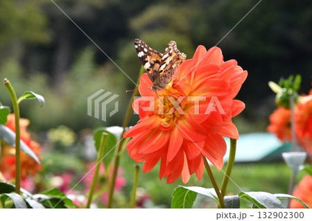 ダリアの蜜を吸うヒメアカタテハ 132902300