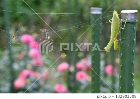 ハラビロカマキリ ハラビロカマキリ 132902309