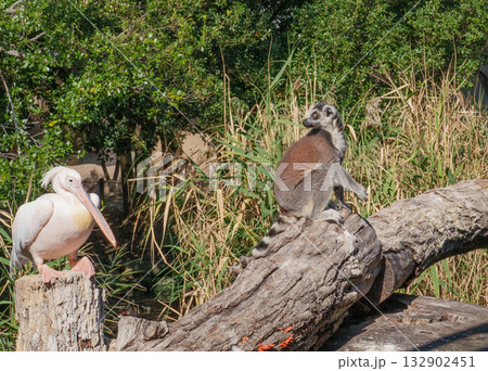 神戸どうぶつ王国のモモイロペリカンとワオキツネザル 神戸どうぶつ王国のモモイロペリカンとワオキツネザル 132902451