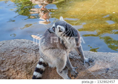 神戸どうぶつ王国のワオキツネザル 神戸どうぶつ王国のワオキツネザル 132902457
