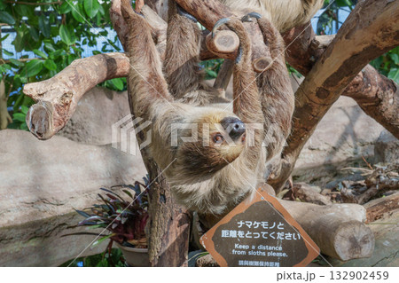 神戸どうぶつ王国のフタユビナマケモノ 神戸どうぶつ王国のフタユビナマケモノ 132902459