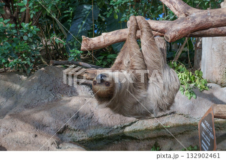 神戸どうぶつ王国のフタユビナマケモノ 132902461