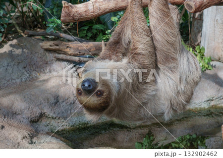 神戸どうぶつ王国のフタユビナマケモノ 132902462