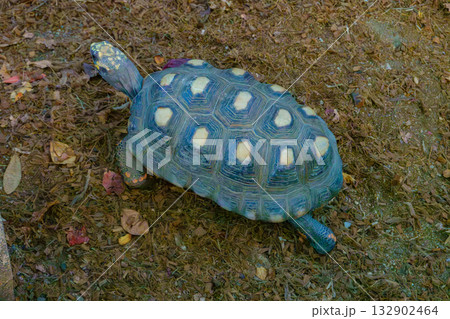神戸どうぶつ王国のアカアシガメ 132902464