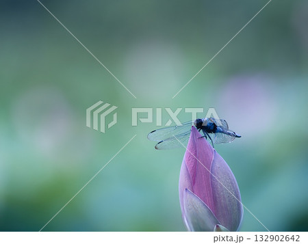 蓮の蕾に止まるトンボ 132902642