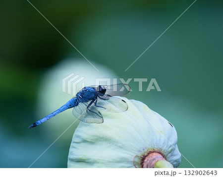 蓮にとまるトンボ 132902643