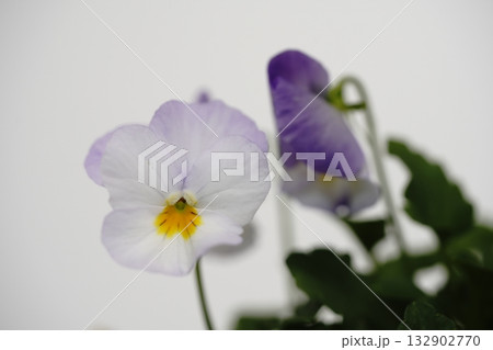 白背景の前に置いたビオラの花 白背景の前に置いたビオラの花 132902770