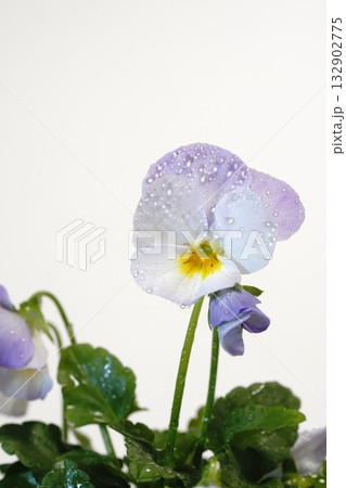 白背景の前に置いたビオラの花 白背景の前に置いたビオラの花 132902775