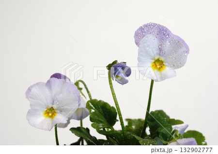 白背景の前に置いたビオラの花　 132902777