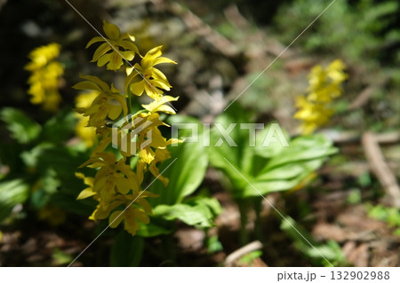 【徳島】田舎の家の庭先に咲くキエビネ 【徳島】田舎の家の庭先に咲くキエビネ 132902988
