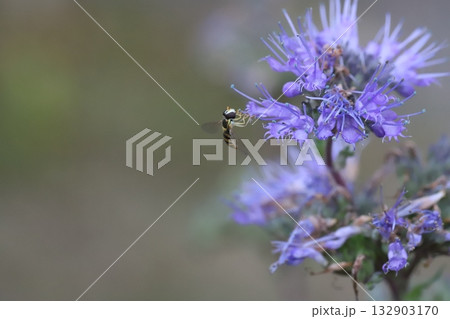 秋の庭に咲く紫色のダンギクの蜜を吸うミナミヒメヒラタアブ 秋の庭に咲く紫色のダンギクの蜜を吸うミナミヒメヒラタアブ 132903170