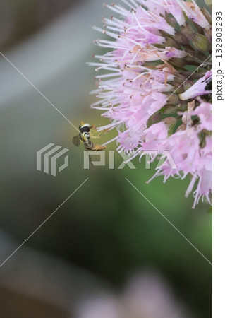 秋の庭に咲くピンク色のダンギクの花の蜜を吸うミナミヒメヒラタアブ 秋の庭に咲くピンク色のダンギクの花の蜜を吸うミナミヒメヒラタアブ 132903293