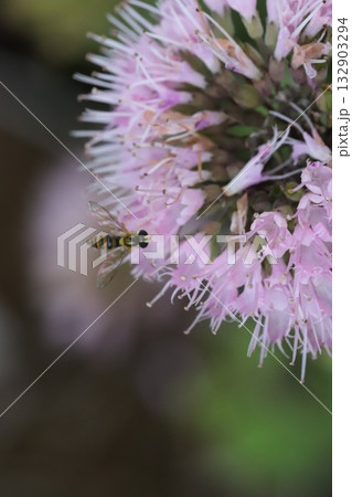 秋の庭に咲くピンク色のダンギクの花の蜜を吸うミナミヒメヒラタアブ 132903294