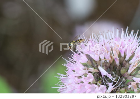 秋の庭に咲くピンク色のダンギクの花の蜜を吸うミナミヒメヒラタアブ 132903297
