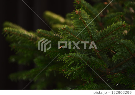 Closeup shot of spruce tree indoor, ready to be decorated as a christmas tree 132903299
