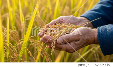 Farmer hands cupping golden rice grains in paddy field during harvest season with warm sunlight illuminating mature rice stalks Farmer hands cupping golden rice grains in paddy field during harvest season with warm sunlight illuminating mature rice stalks 132903519