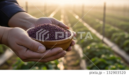 Farmer hands holding wooden bowl filled with organic purple soybeans in agricultural field during golden hour sunset with vineyard trellis system background Farmer hands holding wooden bowl filled with organic purple soybeans in agricultural field during golden hour sunset with vineyard trellis system background 132903520