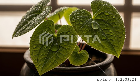 Fresh green heart-shaped leaves with water droplets on indoor potted plant by window showing detailed leaf veins and natural moisture after watering or morning dew in home garden setting Fresh green heart-shaped leaves with water droplets on indoor potted plant by window showing detailed leaf veins and natural moisture after watering or morning dew in home garden setting 132903521
