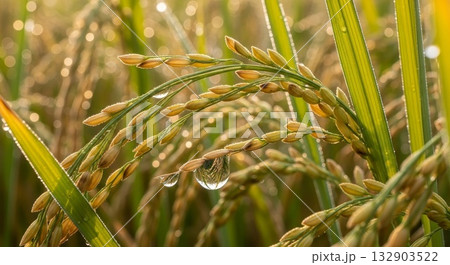 Golden rice grains on curved panicle stem with dewdrops in morning sunlight agricultural crop field macro photography Golden rice grains on curved panicle stem with dewdrops in morning sunlight agricultural crop field macro photography 132903522