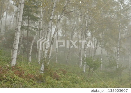 国道299号線　麦草峠付近の風景 132903607