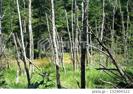 Nature　自然 132904322