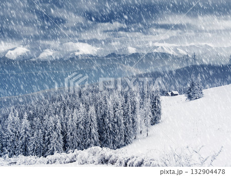 Winter Winter 132904478