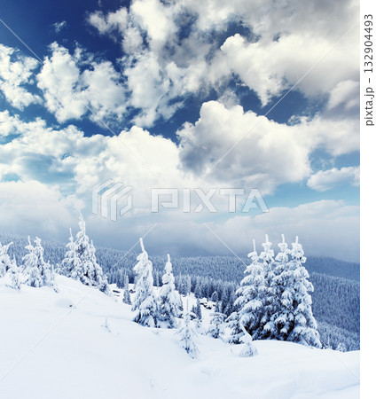 Winter Winter 132904493