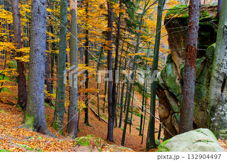 autumn autumn 132904497