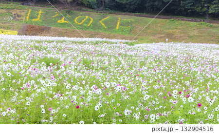 コスモス咲くくりはま花の国 コスモス咲くくりはま花の国 132904516