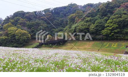 コスモス咲くくりはま花の国 132904519