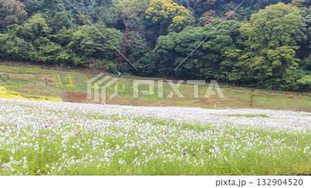 コスモス咲くくりはま花の国 コスモス咲くくりはま花の国 132904520