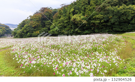 コスモス咲くくりはま花の国 コスモス咲くくりはま花の国 132904526