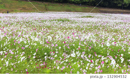 コスモス咲くくりはま花の国 132904532
