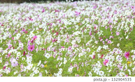 コスモス咲くくりはま花の国 132904535