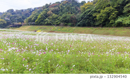 コスモス咲くくりはま花の国 132904540