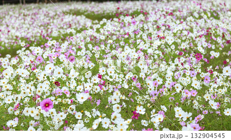 コスモス咲くくりはま花の国 コスモス咲くくりはま花の国 132904545