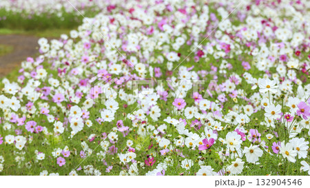 コスモス咲くくりはま花の国 コスモス咲くくりはま花の国 132904546