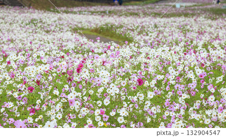 コスモス咲くくりはま花の国 コスモス咲くくりはま花の国 132904547