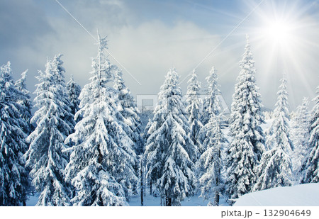 Winter Winter 132904649