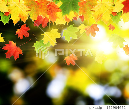 leaves leaves 132904652