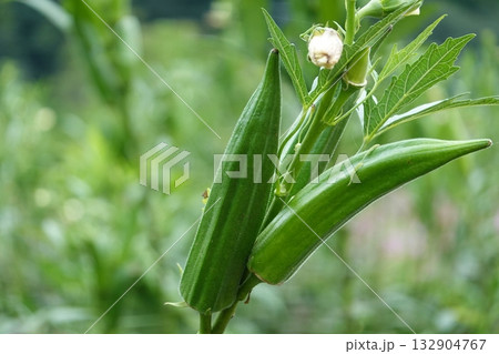 美味しそうなオクラ 132904767